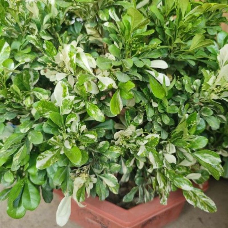 新品锦叶米兰花叶花盆栽浓香型阳台开花绿植四季芳香植物室内