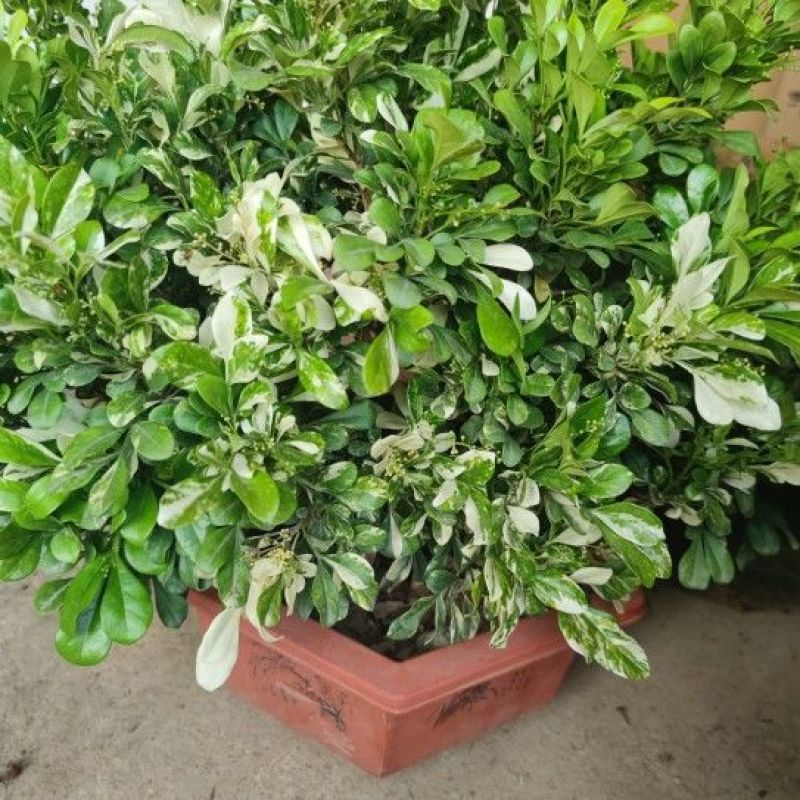 新品锦叶米兰花叶花盆栽浓香型阳台开花绿植四季芳香植物室内