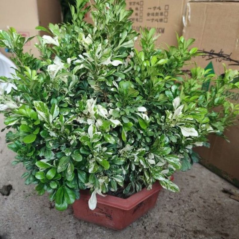 新品锦叶米兰花叶花盆栽浓香型阳台开花绿植四季芳香植物室内