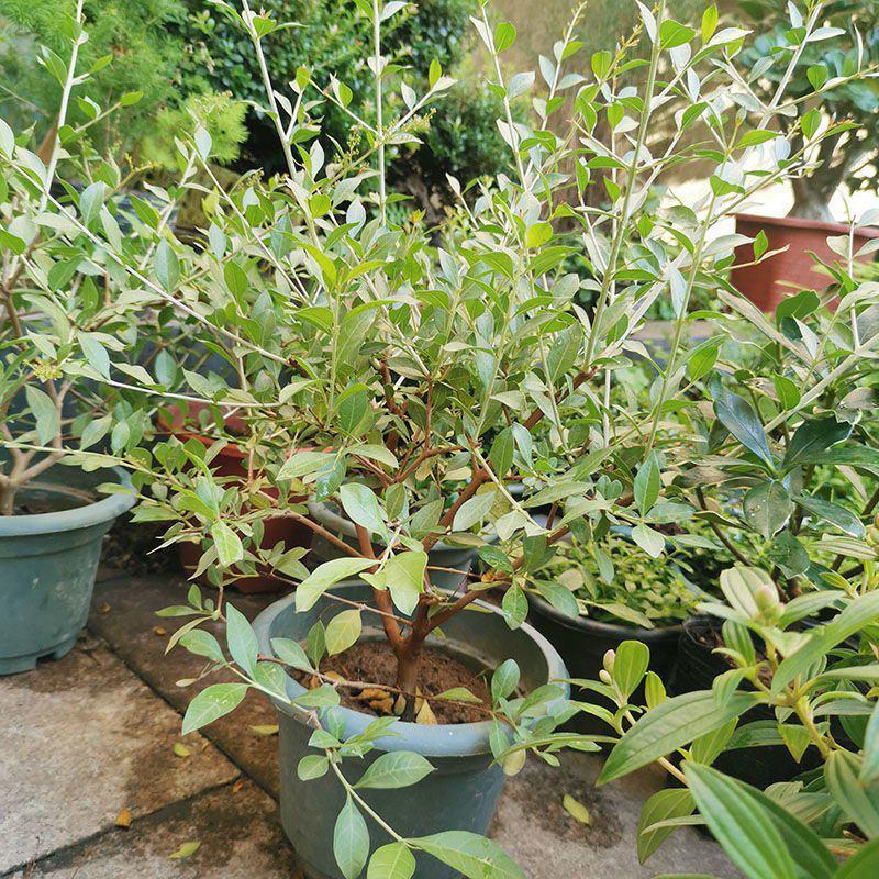 指甲花散沫花四季常青开花浓香净化空气阳台庭院室外花卉好养