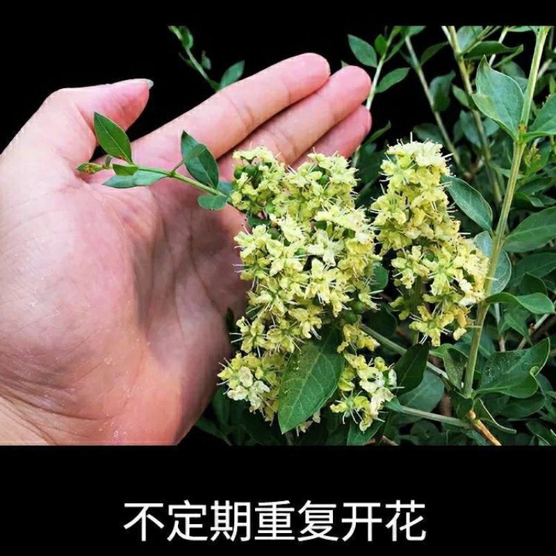 指甲花散沫花四季常青开花浓香净化空气阳台庭院室外花卉好养