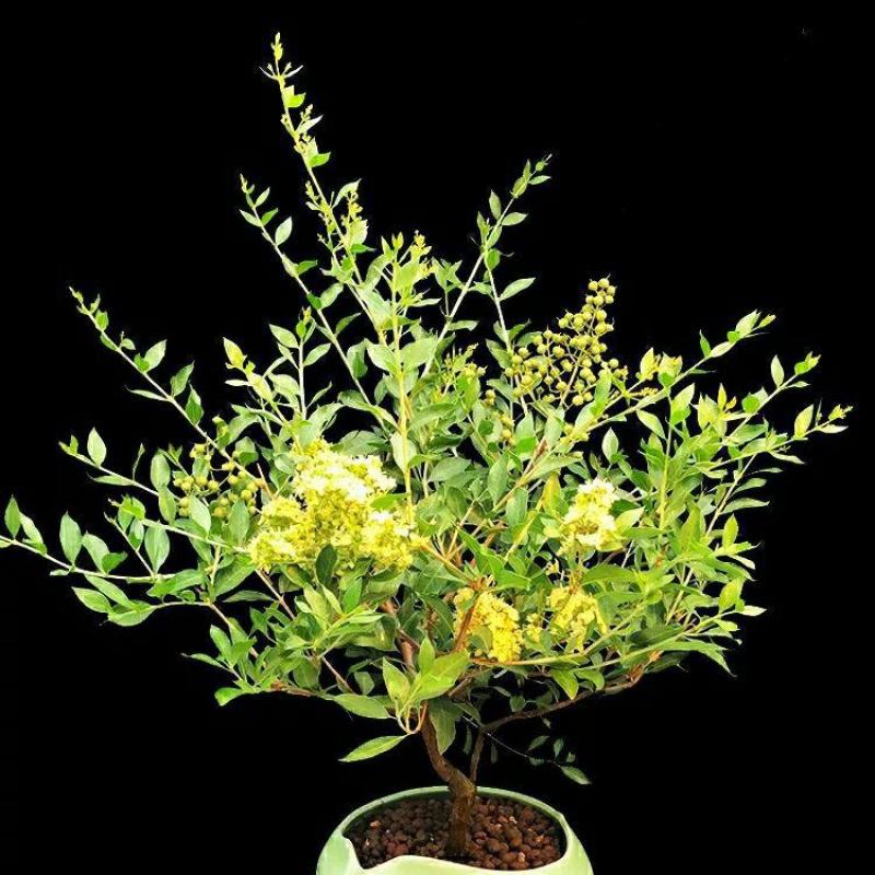 指甲花散沫花四季常青开花浓香净化空气阳台庭院室外花卉好养