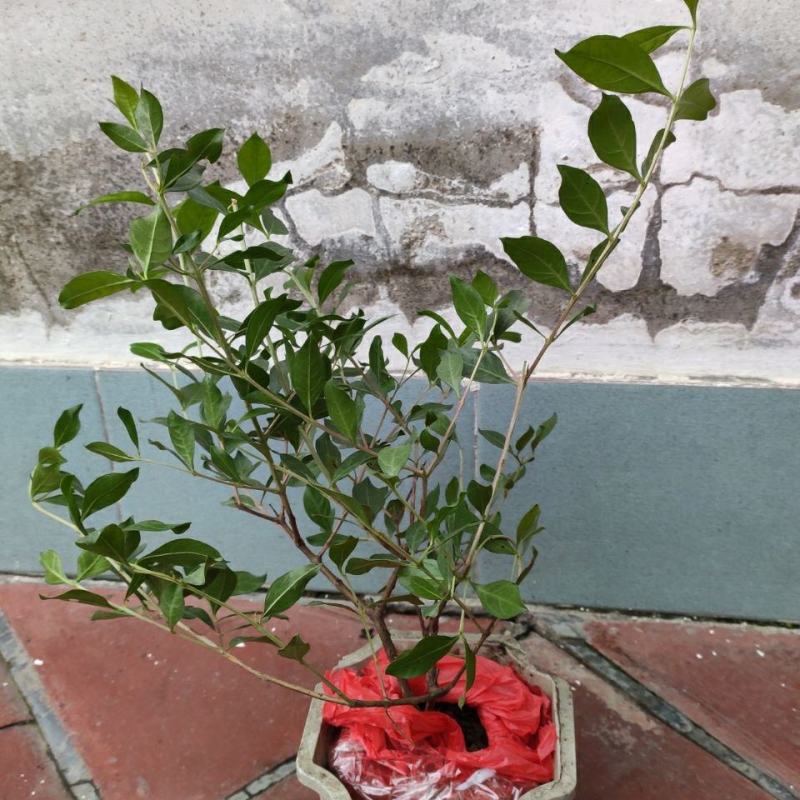 指甲花散沫花四季常青开花浓香净化空气阳台庭院室外花卉好养