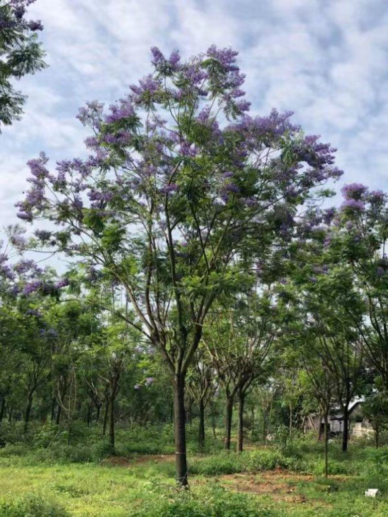 蓝花楹