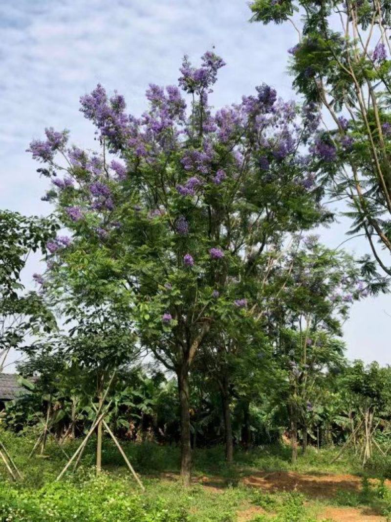 蓝花楹