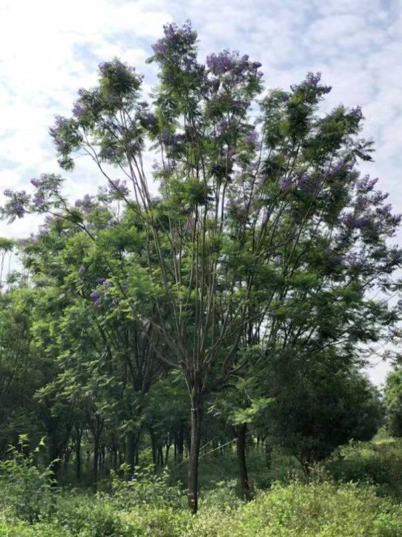 蓝花楹