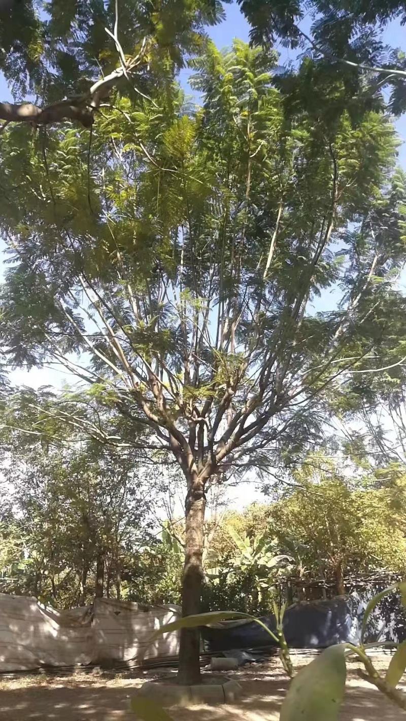 蓝花楹