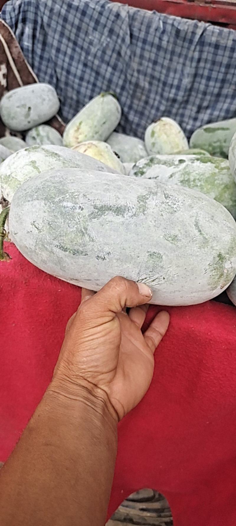 水果冬瓜大量上市中