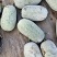水果冬瓜