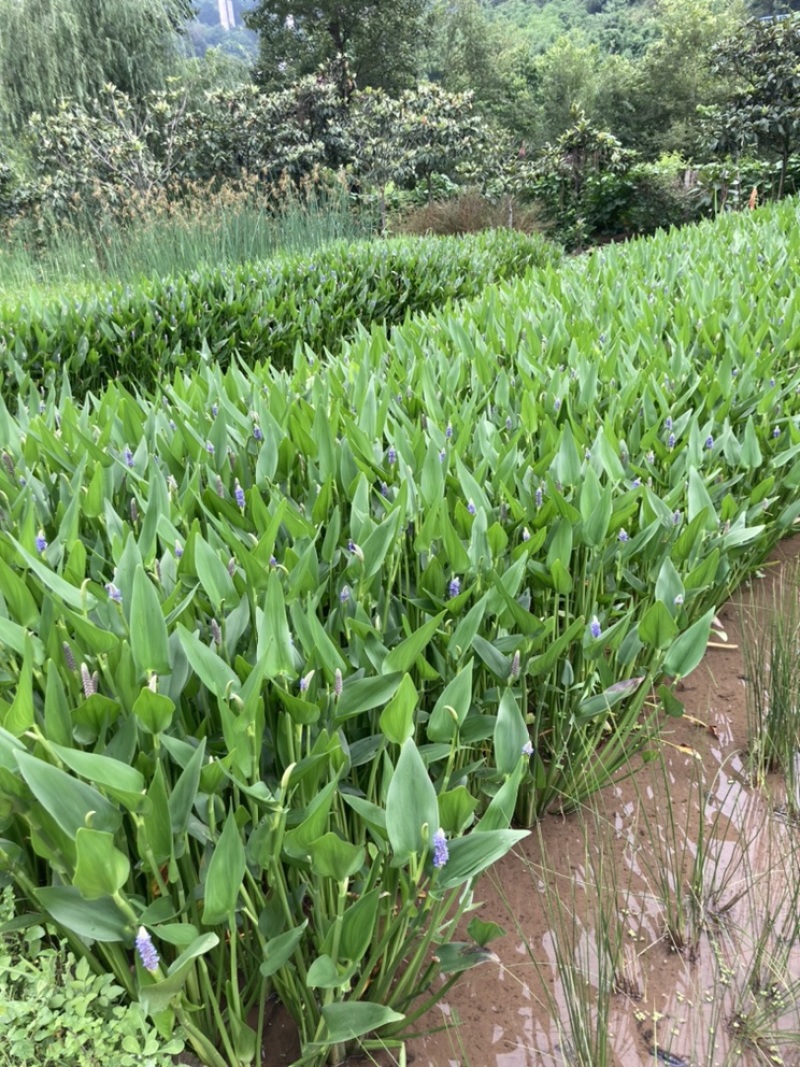 梭鱼草