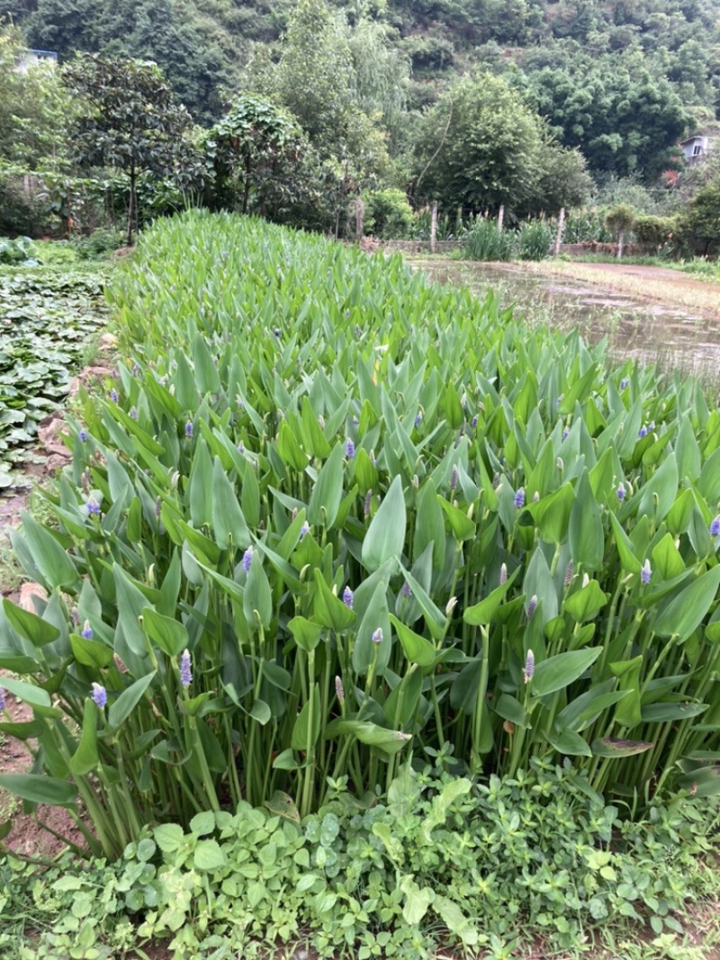梭鱼草