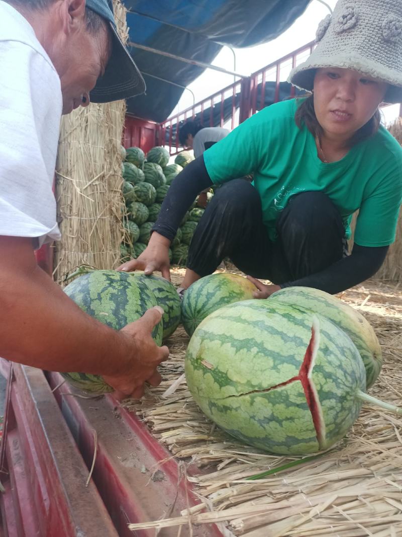 开封精品冠龙西瓜产地直供货源充足欢迎来电咨询