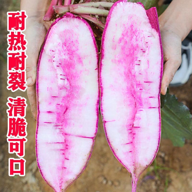 永红冰淇淋萝卜种子紫皮红芯穿心红水果萝卜籽凤梨萝卜种子