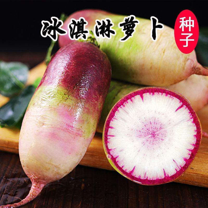 永红冰淇淋萝卜种子紫皮红芯穿心红水果萝卜籽凤梨萝卜种子