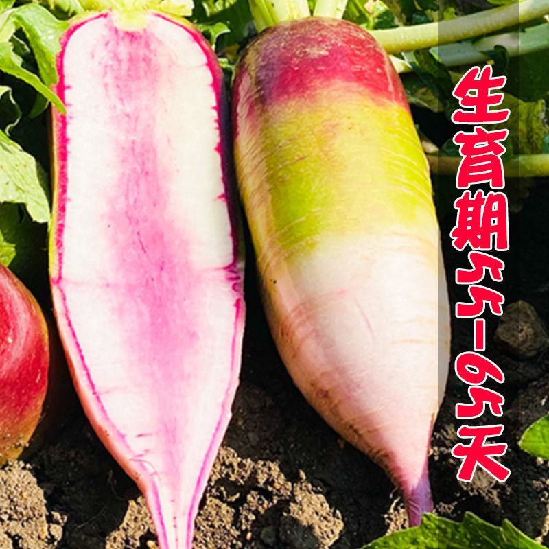 永红冰淇淋萝卜种子紫皮红芯穿心红水果萝卜籽凤梨萝卜种子