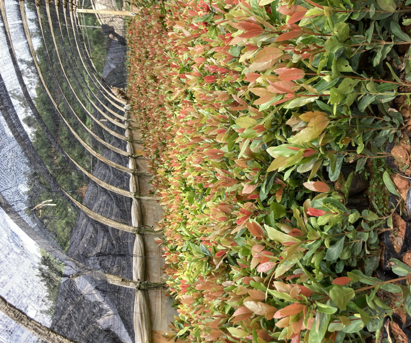 龙船花高30-40公分，中袋苗，成活率极高
