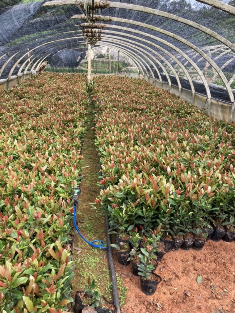 龙船花高30-40公分，中袋苗，成活率极高