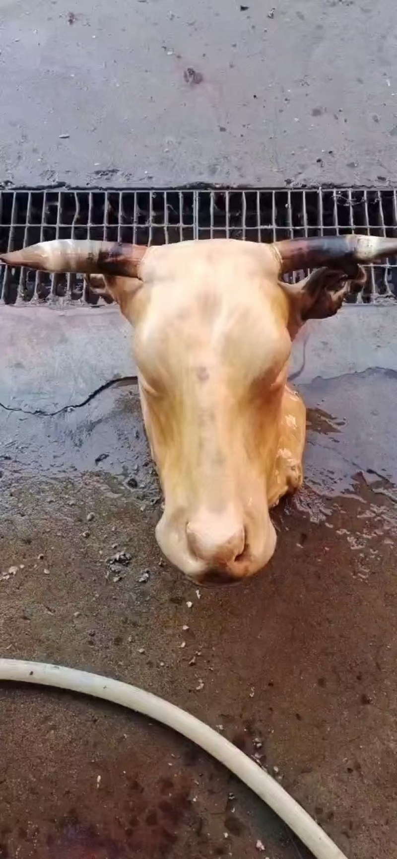 火烧牛头