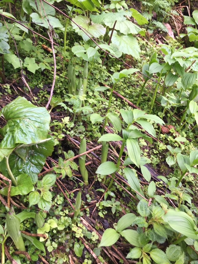 中药材种植