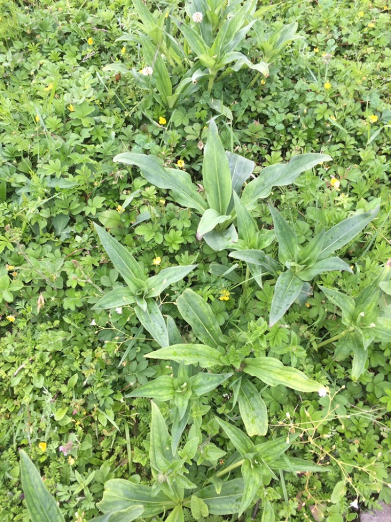 中药材种植