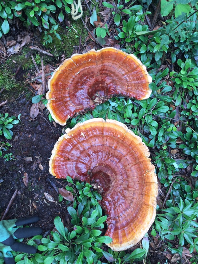 中药材种植