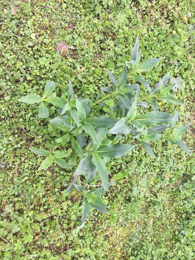 中药材种植