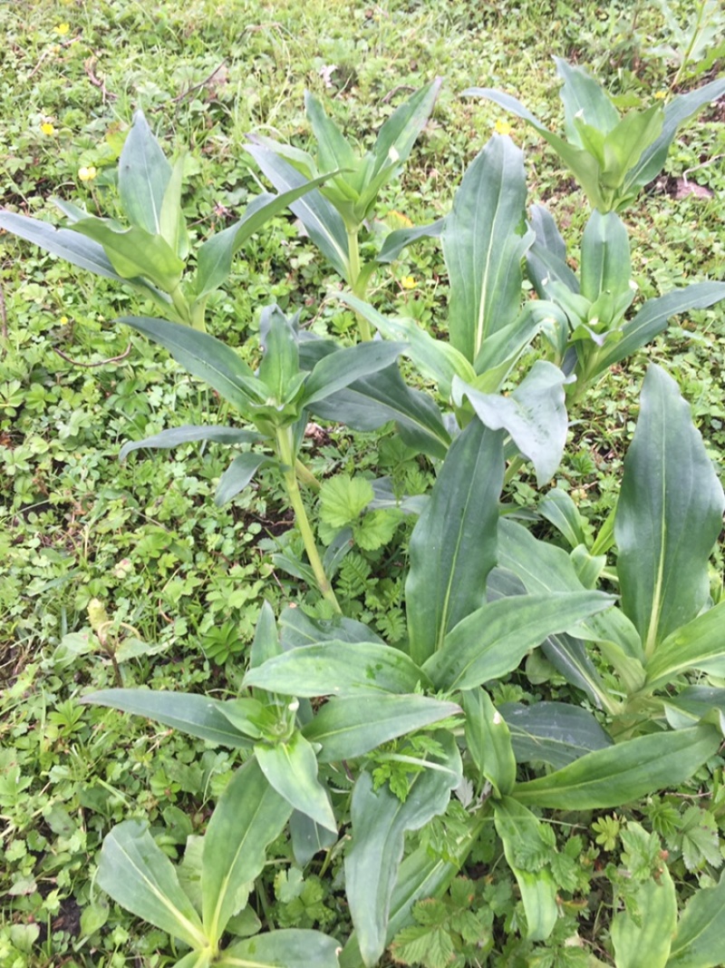 中药材种植