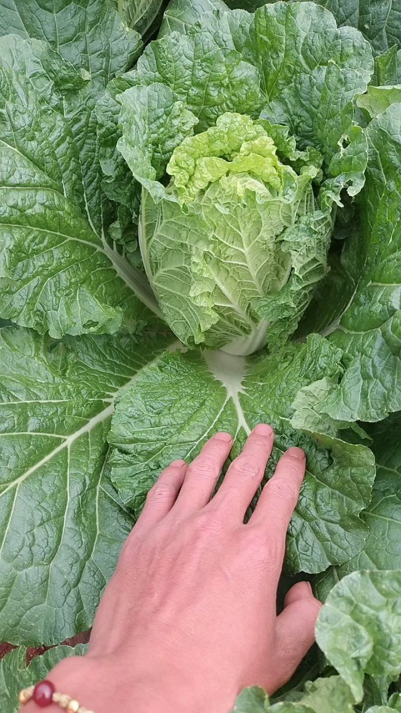 精品大白菜