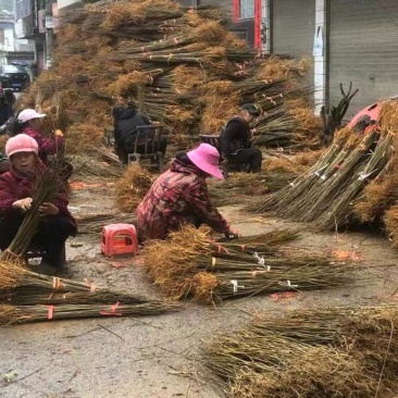 黄柏苗，药材树苗，地径0.3公分-2公分