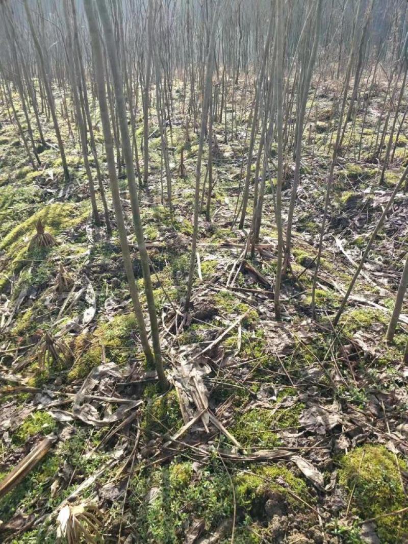 黄柏苗，药材树苗，地径0.3公分-2公分