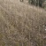 黄柏苗，药材树苗，地径0.3公分-2公分