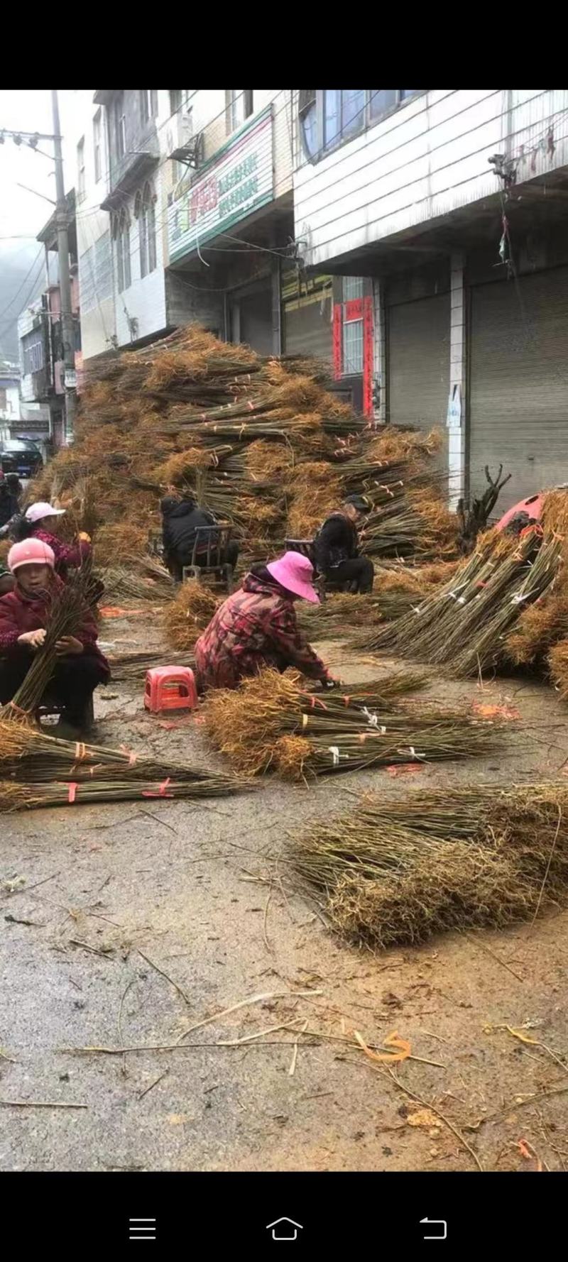 黄柏苗，药材树苗，地径0.3公分-2公分