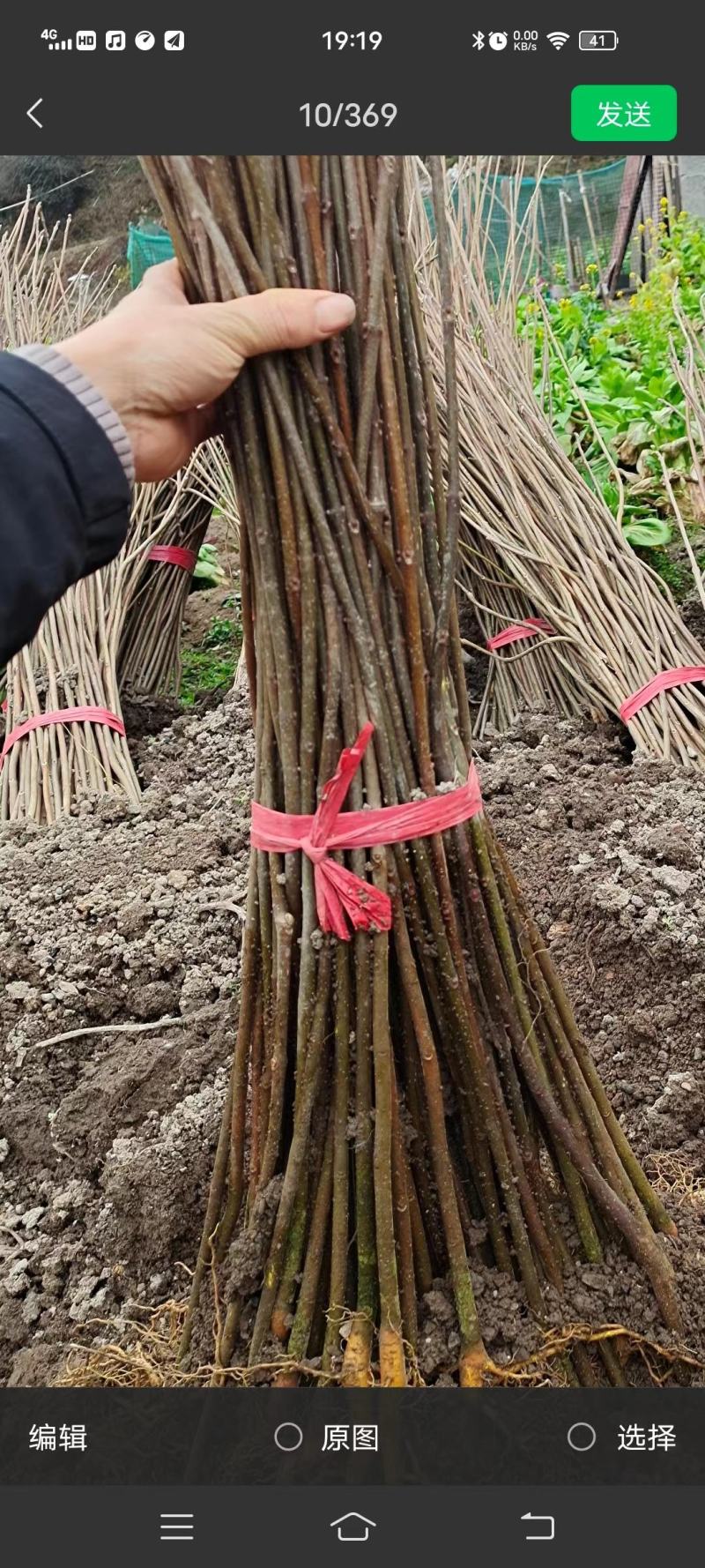 黄柏苗，药材树苗，地径0.3公分-2公分