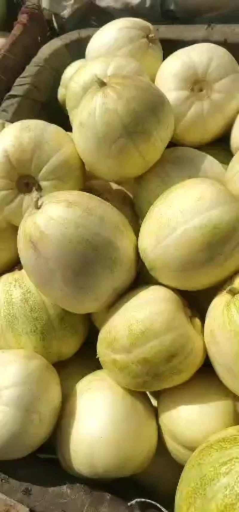 海棠果，鸡心果，李子，香瓜，内蒙特产