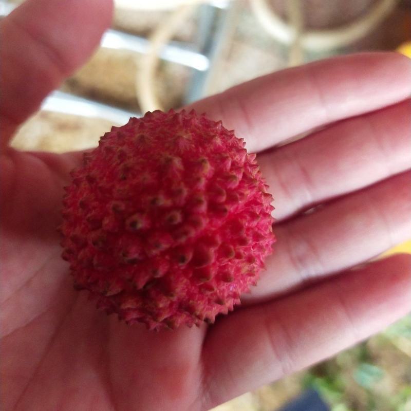 桂味荔枝精品