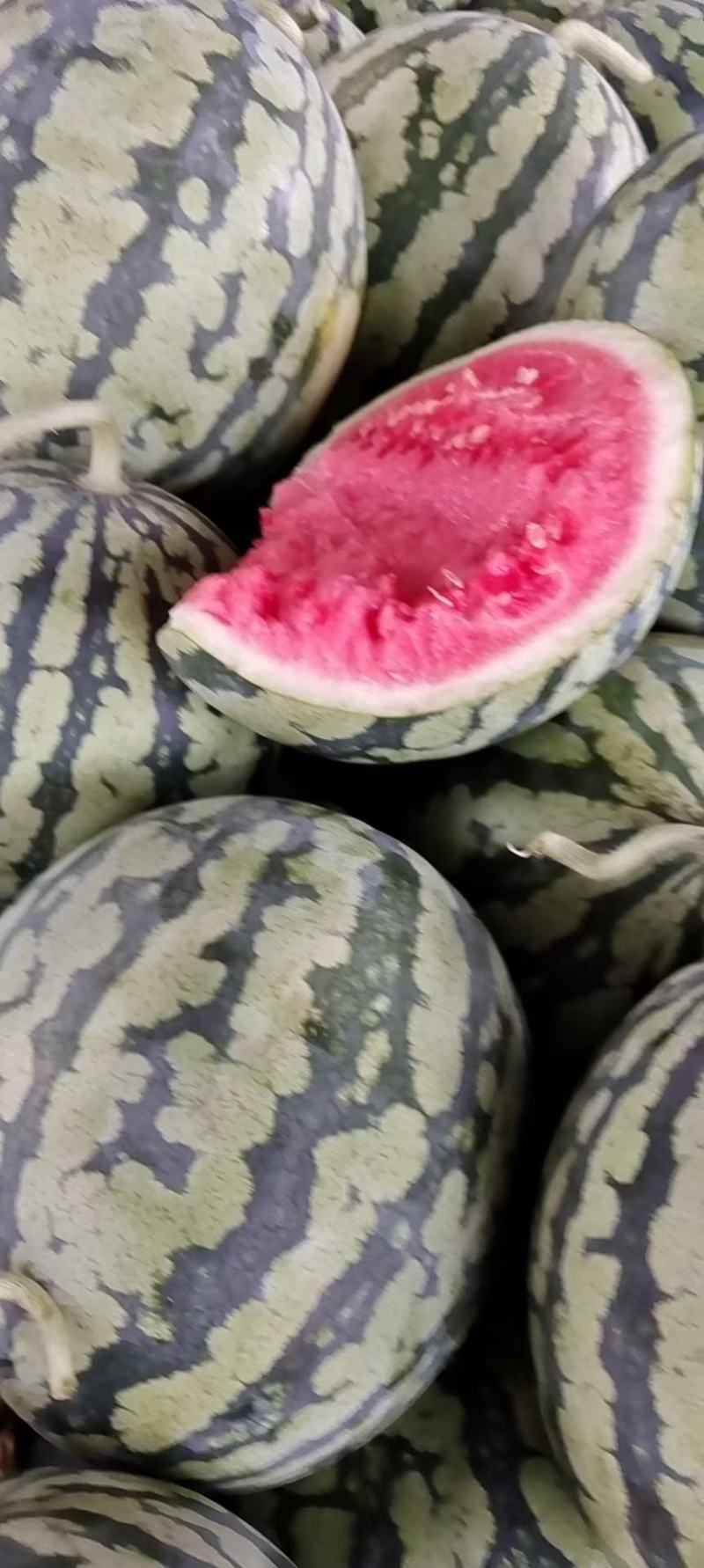 千亩大棚无籽有籽美都西瓜，大红瓤，薄皮口感甜。纯沙土地