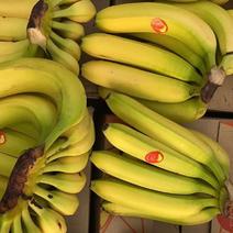 海南香蕉巴西宝岛货源充足品质保证