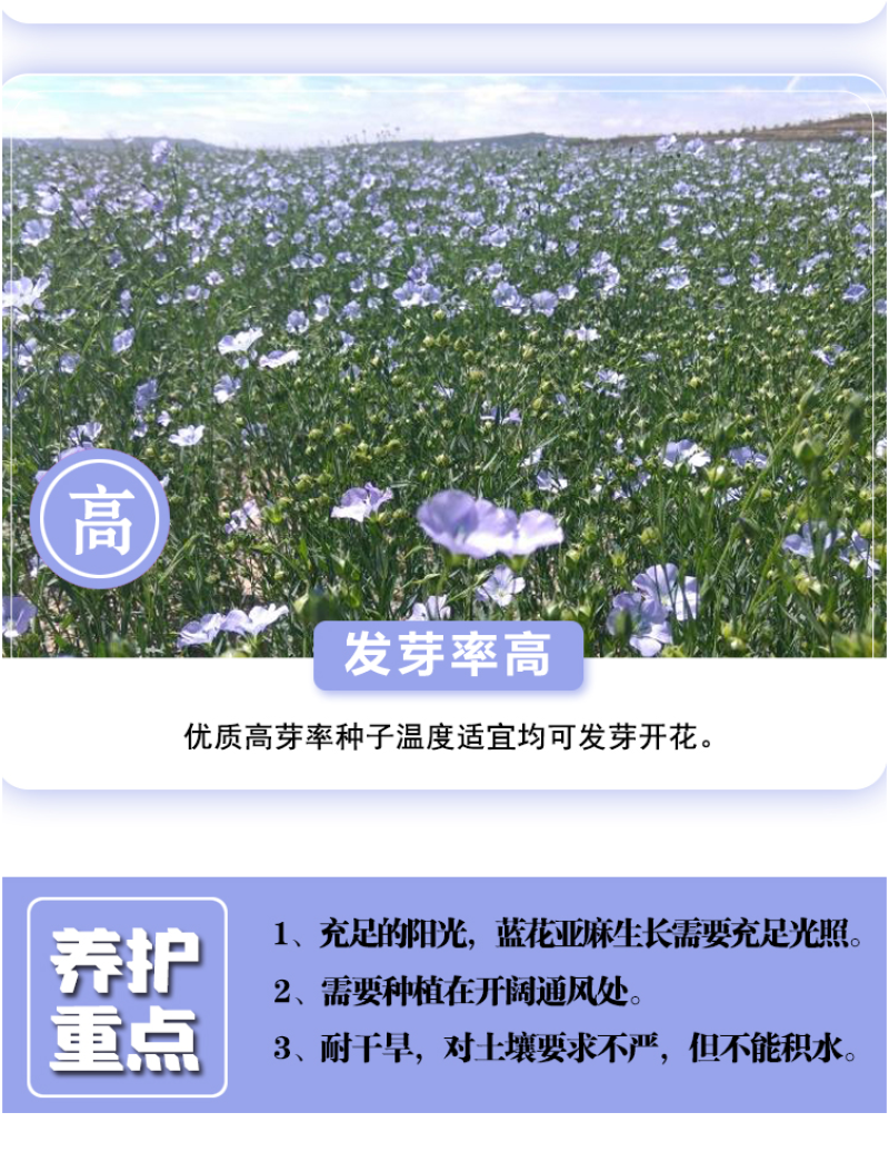 蓝花亚麻种子亚麻种籽花籽花种四季易活开花室内外多年生