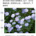 蓝花亚麻种子亚麻种籽花籽花种四季易活开花室内外多年生