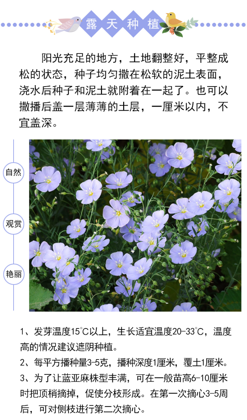 蓝花亚麻种子亚麻种籽花籽花种四季易活开花室内外多年生
