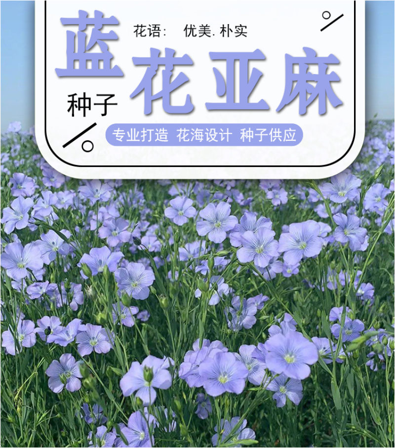 蓝花亚麻种子亚麻种籽花籽花种四季易活开花室内外多年生