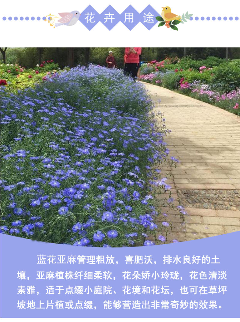 蓝花亚麻种子亚麻种籽花籽花种四季易活开花室内外多年生