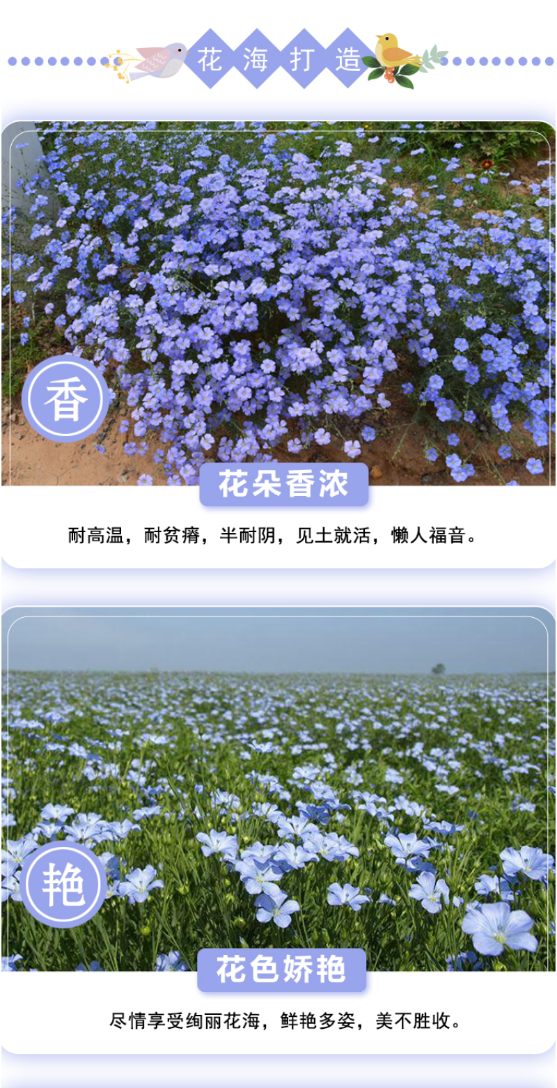 蓝花亚麻种子亚麻种籽花籽花种四季易活开花室内外多年生
