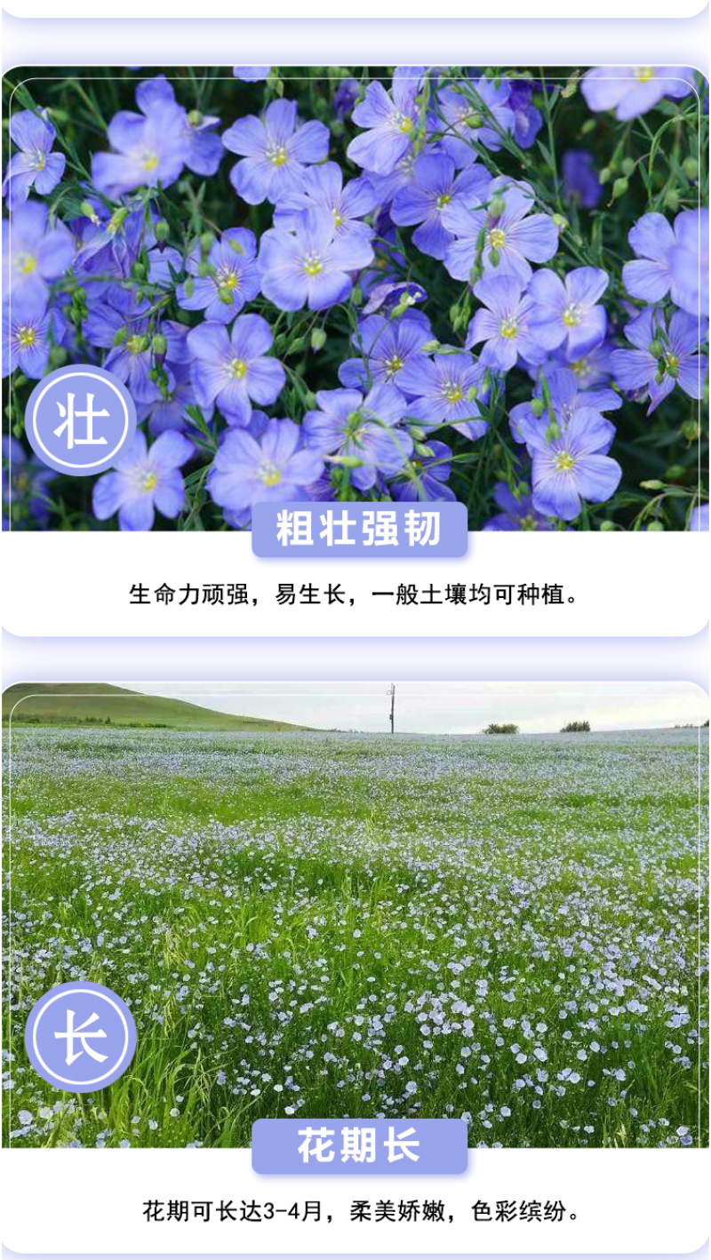 蓝花亚麻种子亚麻种籽花籽花种四季易活开花室内外多年生