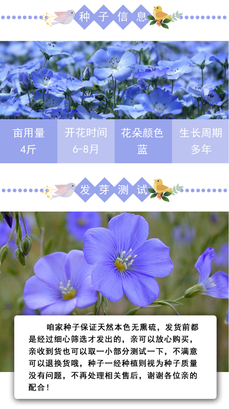 蓝花亚麻种子亚麻种籽花籽花种四季易活开花室内外多年生
