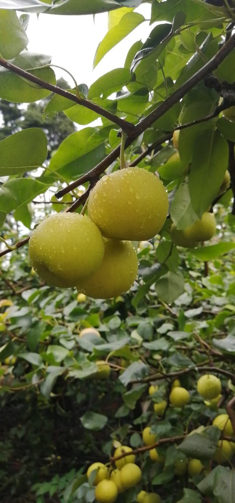 丁香梨，蜂糖梨，香蜜梨。