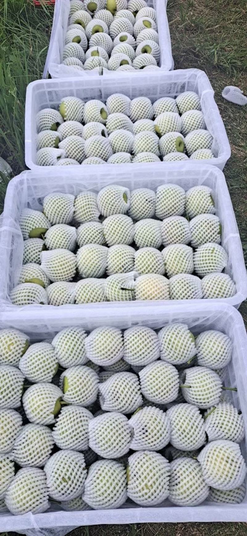 丁香梨，蜂糖梨，香蜜梨。