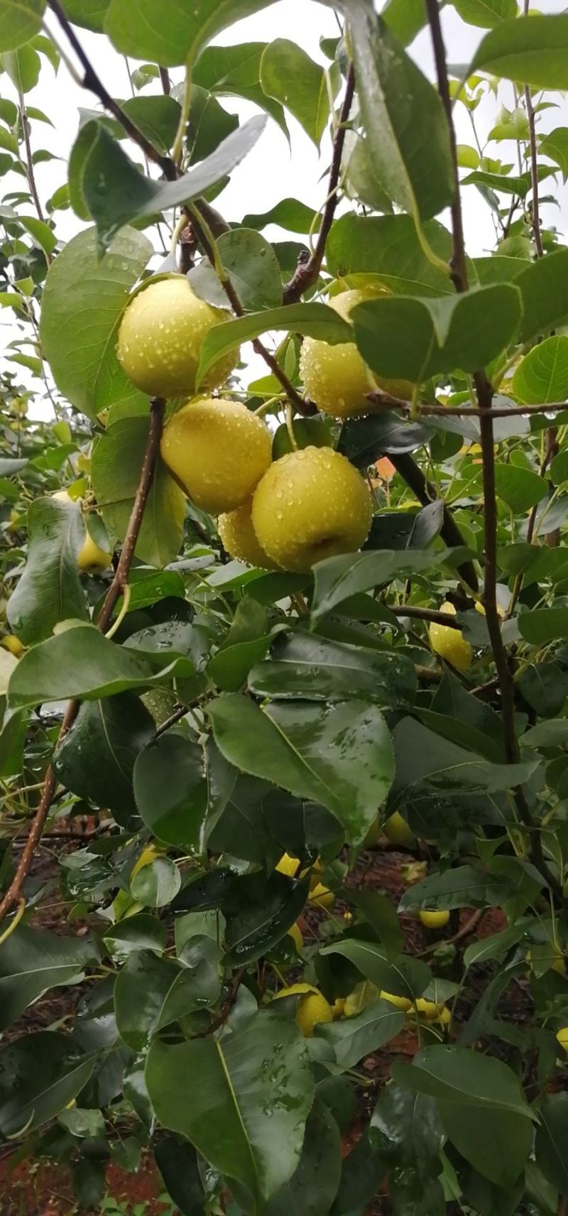 丁香梨，蜂糖梨，香蜜梨。