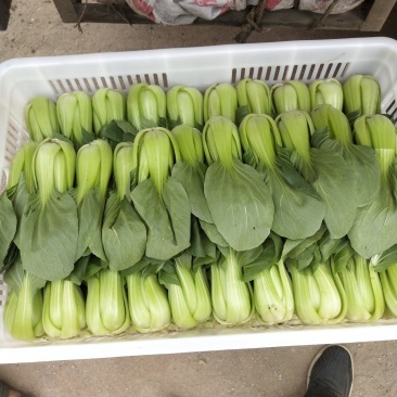 各种蔬菜，还有甘蓝