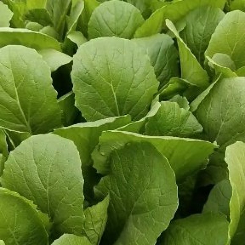 各种蔬菜，还有甘蓝